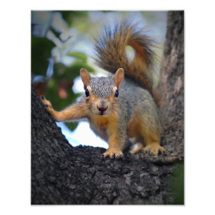 Baby Squirrel in Tree Photo Print