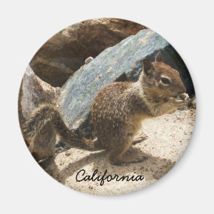 Baby Squirrel Magnet