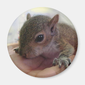 Baby Squirrel Magnet