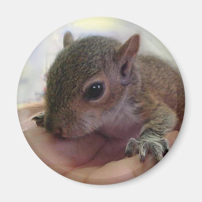 Baby Squirrel Magnet (Front)