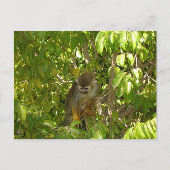 baby squirrel monkey postcard (Front)