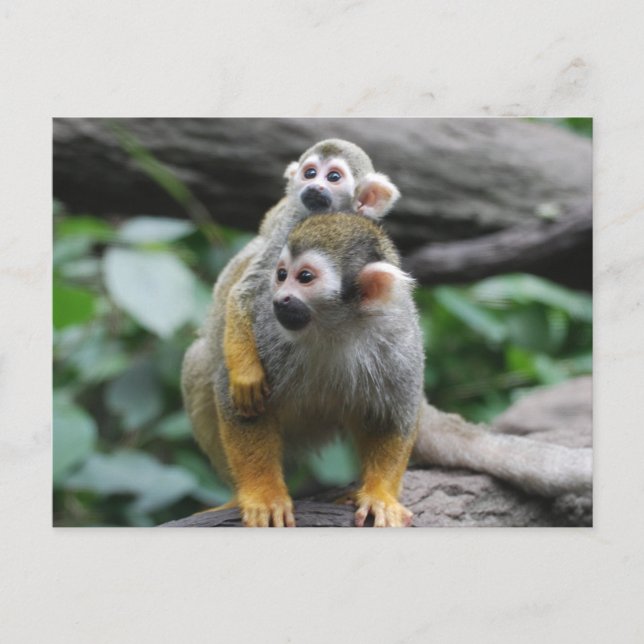 Baby Squirrel Monkey Postcard (Front)