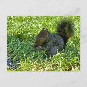 Baby squirrel postcard
