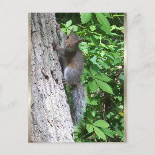 "Baby Squirrel" Postcard