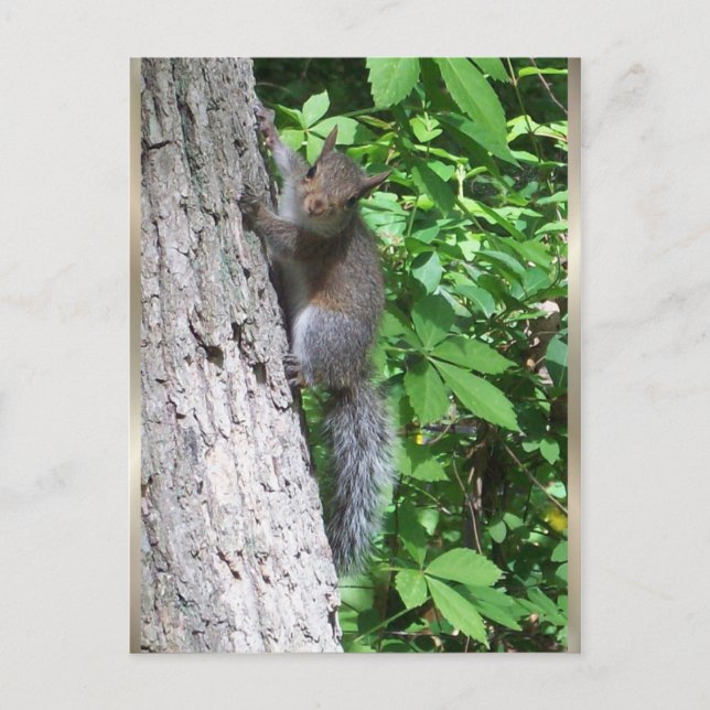 "Baby Squirrel" Postcard (Front)