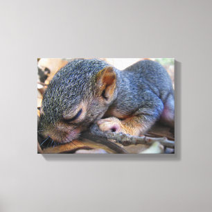 Baby Squirrel Sleeping Canvas Print