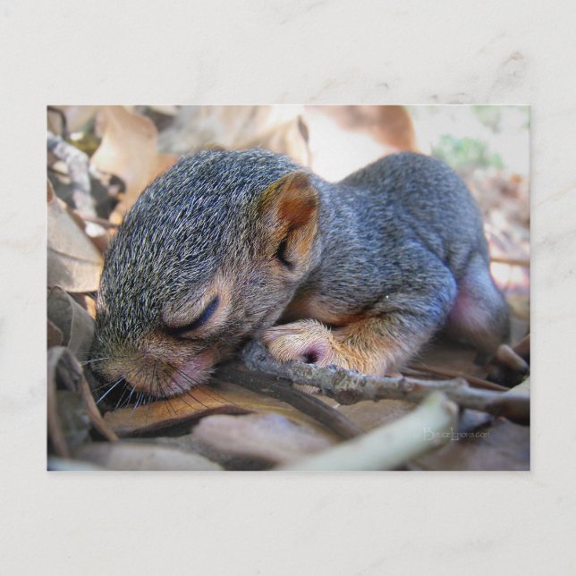Baby Squirrel Sleeping Postcard (Front)