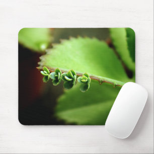 Baby Succulents Green Plant - Zen Spa Nature Photo Mouse Pad