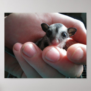 baby sugar glider poster