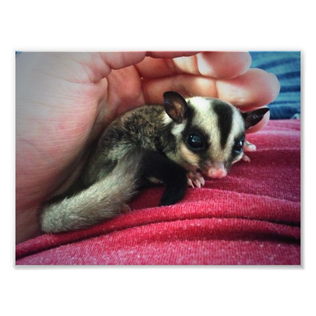 Baby Sugar Glider Print (Front)