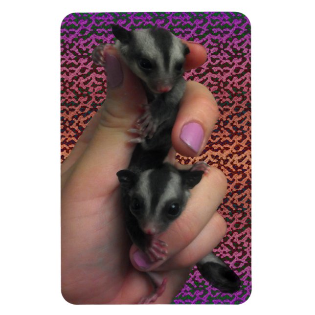 Baby Sugar Gliders Photo Magnet (Vertical)