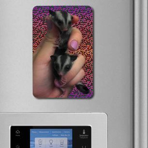 Baby Sugar Gliders Photo Magnet