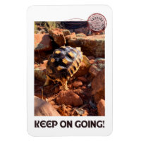 Baby Sulcata hiking in Sedona Red Rocks Arizona