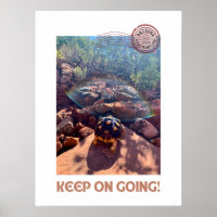 Baby Sulcata Tortoise Keep On Going Inspiration