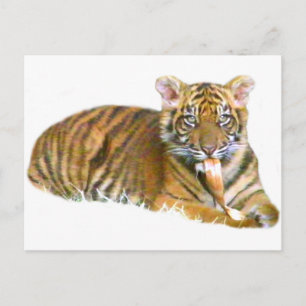 Baby Sumatran Cub_ Postcard