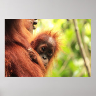 Baby Sumatran Orangutan Poster