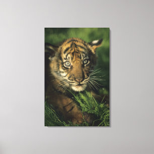 Baby Sumatran Tiger Canvas Print