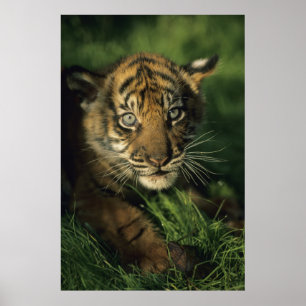 Baby Sumatran Tiger Poster