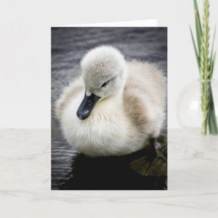Baby Swan   Cygnet Card