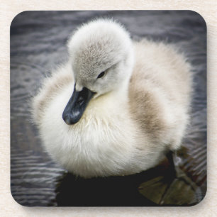 Baby Swan Cygnet Coaster