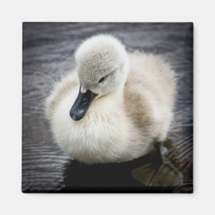 Baby Swan Cygnet Magnet