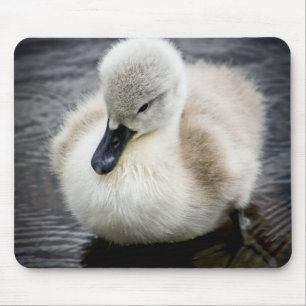 Baby Swan Cygnet Mouse Pad