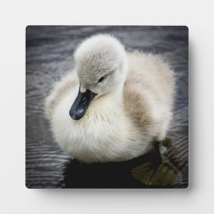 Baby Swan Cygnet Plaque