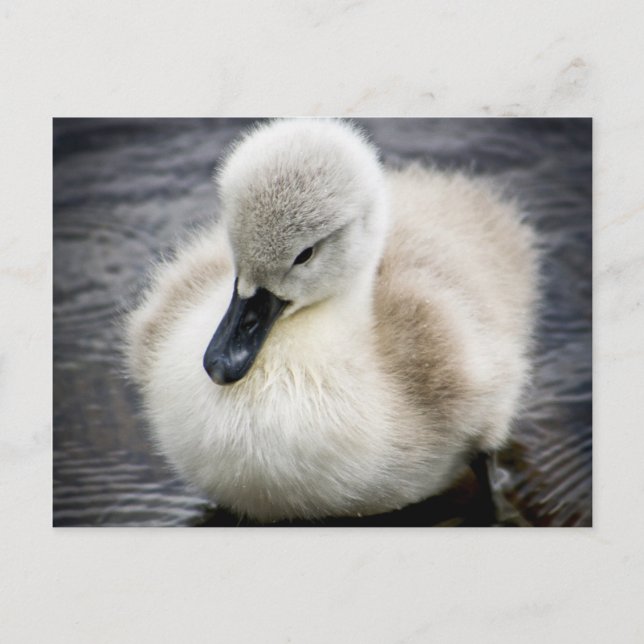 Baby Swan | Cygnet Postcard (Front)