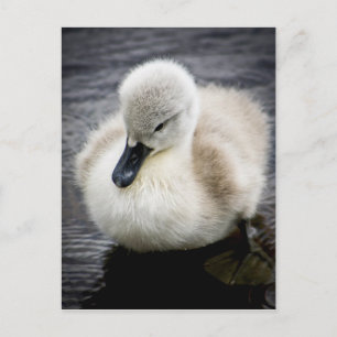 Baby Swan Cygnet Postcard