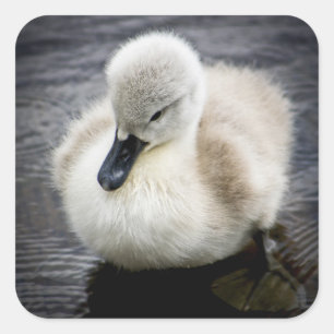 Baby Swan   Cygnet Square Sticker