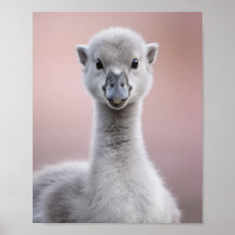 Baby Swan Portrait – Cute Nursery Animal Wall Art