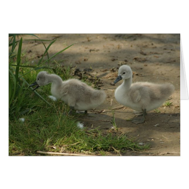 baby swans (Front Horizontal)