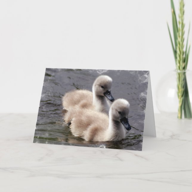 Baby Swans Greeting Card (Front)