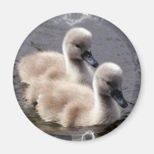 Baby Swans Round Magnet