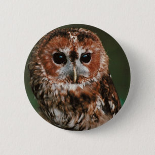 Baby Tawny Owl 6 Cm Round Badge
