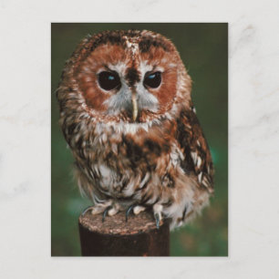 Baby Tawny Owl Postcard