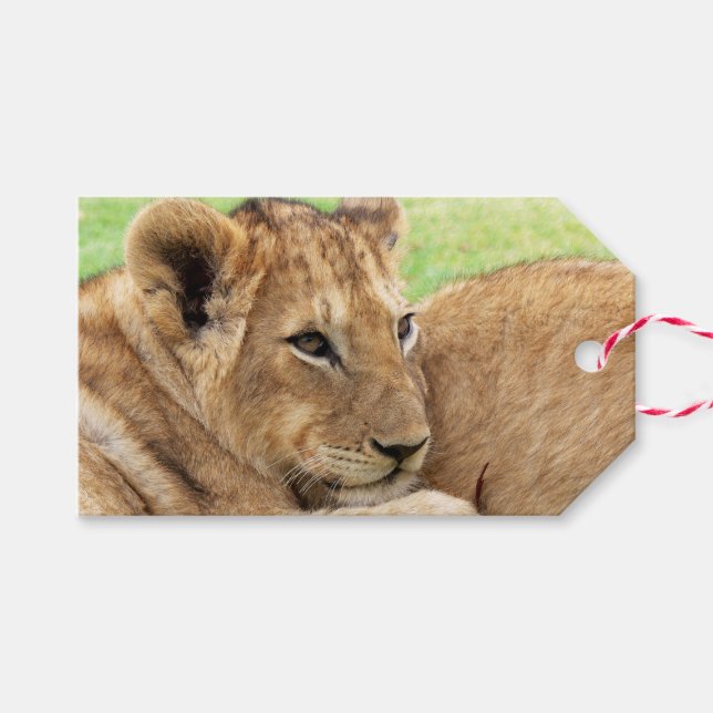 Baby Tiger custom gift tags (Front (Horizontal))