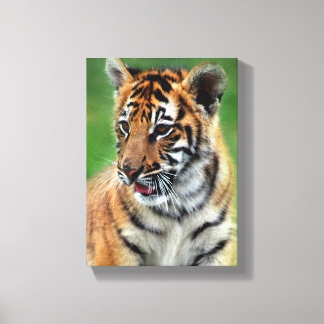 Baby Tiger in colour Canvas Print (Front)