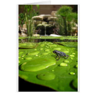 Baby Toad in Pond
