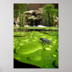 Baby Toad in Pond Poster
