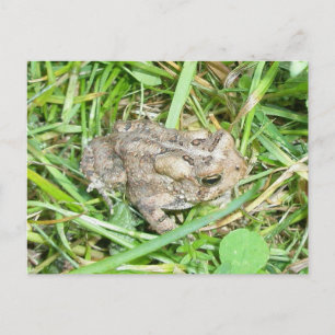 Baby Toad Postcard