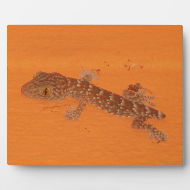 Baby Tokay Gecko Plaque (Front)