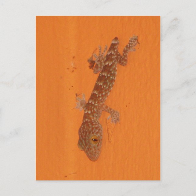 Baby Tokay Gecko Postcard (Front)