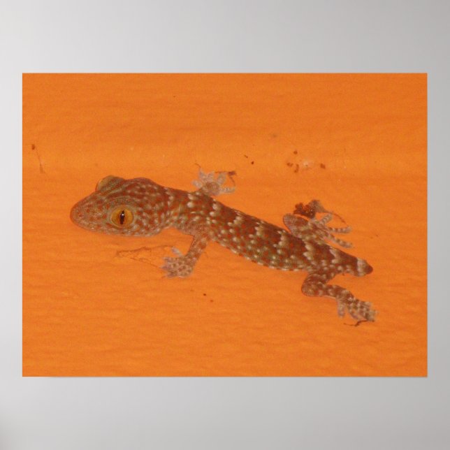 Baby Tokay Gecko Poster (Front)
