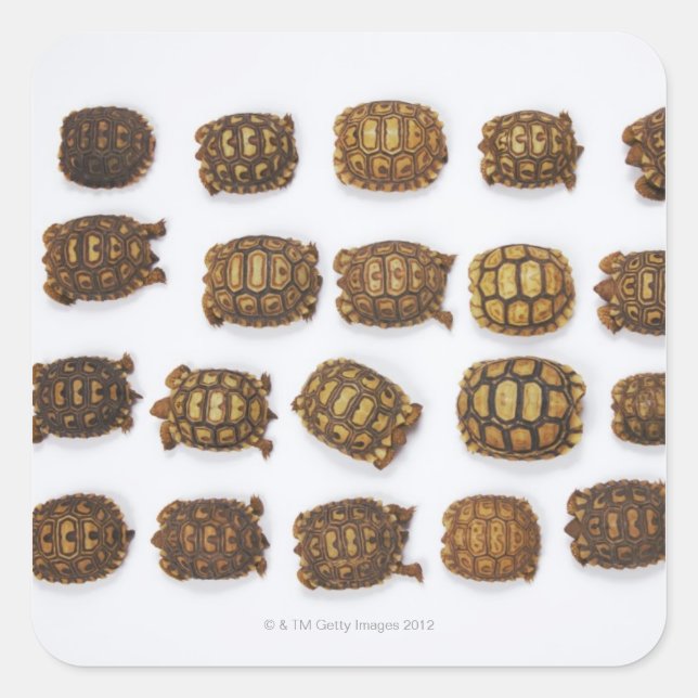 Baby tortoises arranged in rows square sticker (Front)