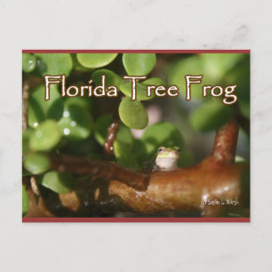 Baby Tree Frog in Bonsai plant with text Postcard