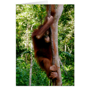 Baby Tree Hugger: Great Ape