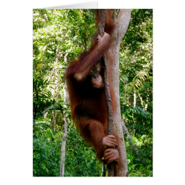 Baby Tree Hugger: Great Ape (Front)