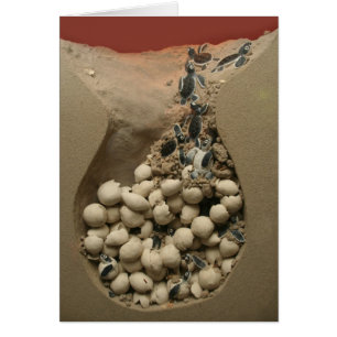 Baby Turtle Eggs Hatching