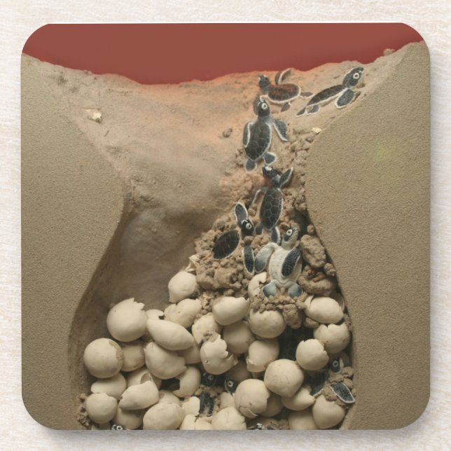 Baby Turtle Eggs Hatching Coaster (Front)